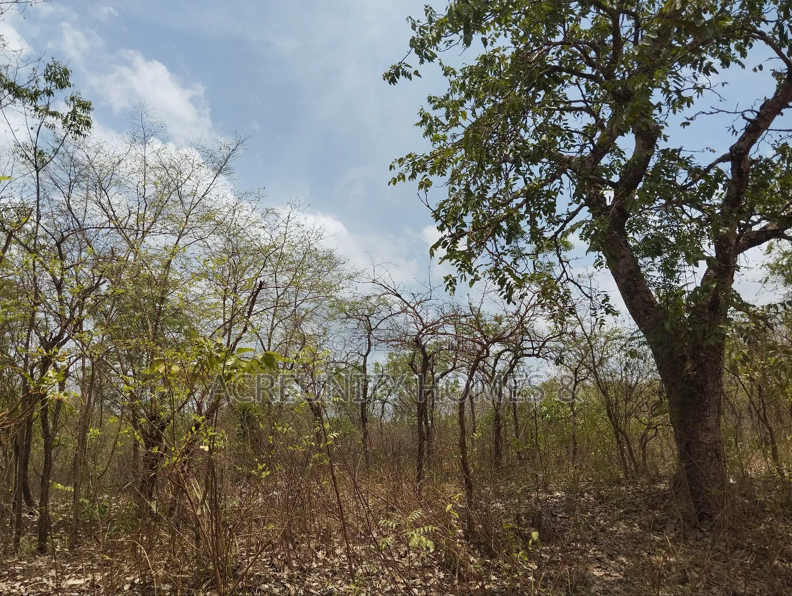40 Acres Available for Sale at Alesinloye Village, Iseyin , Oyo State in Iseyin