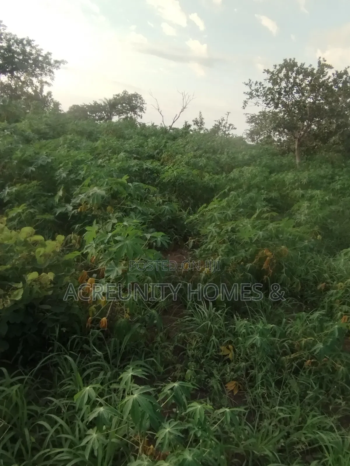 10 Acres of Farmland Available at Sagahun Village, Iseyin Oyo State in Iseyin