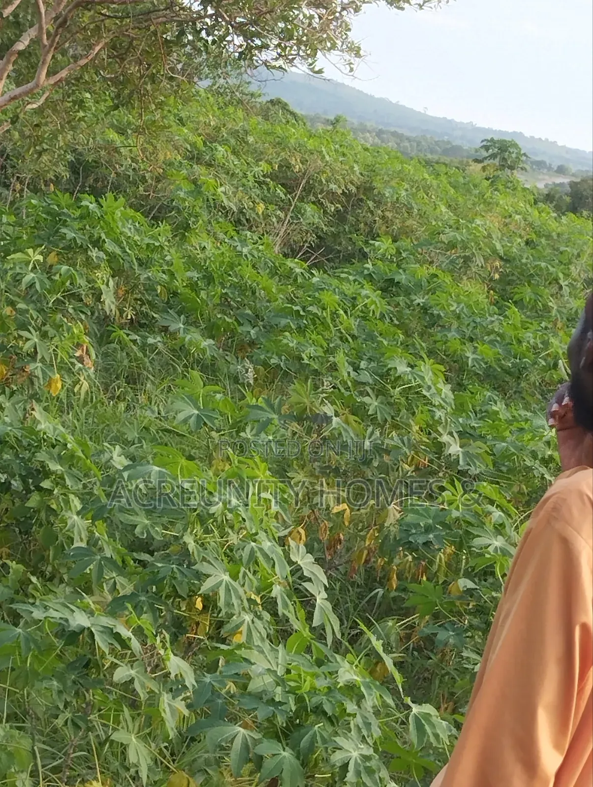 10 Acres of Farmland Available at Sagahun Village, Iseyin Oyo State in Iseyin