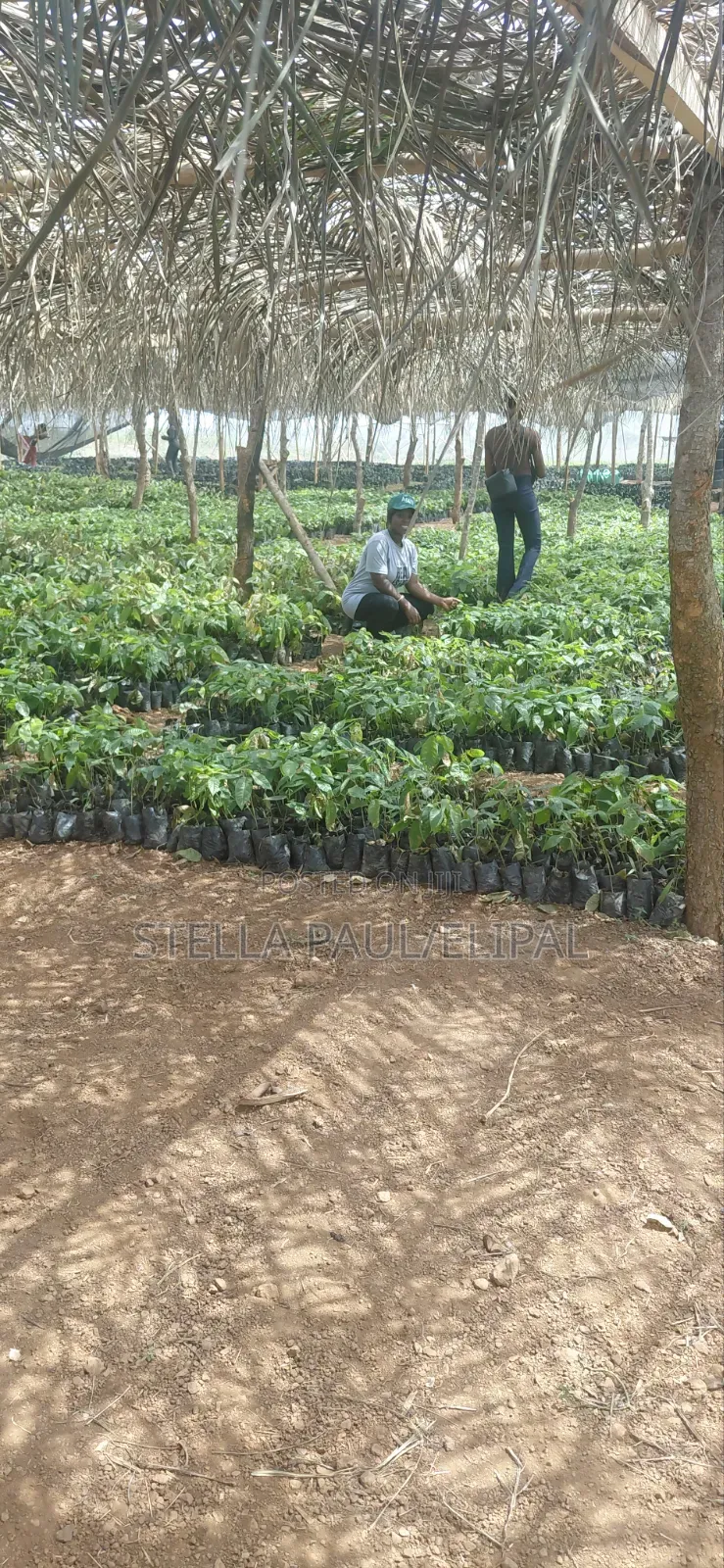 High ROI Agro Real Estate Investment | Farmland for Sale Nigeria in Ayetoro