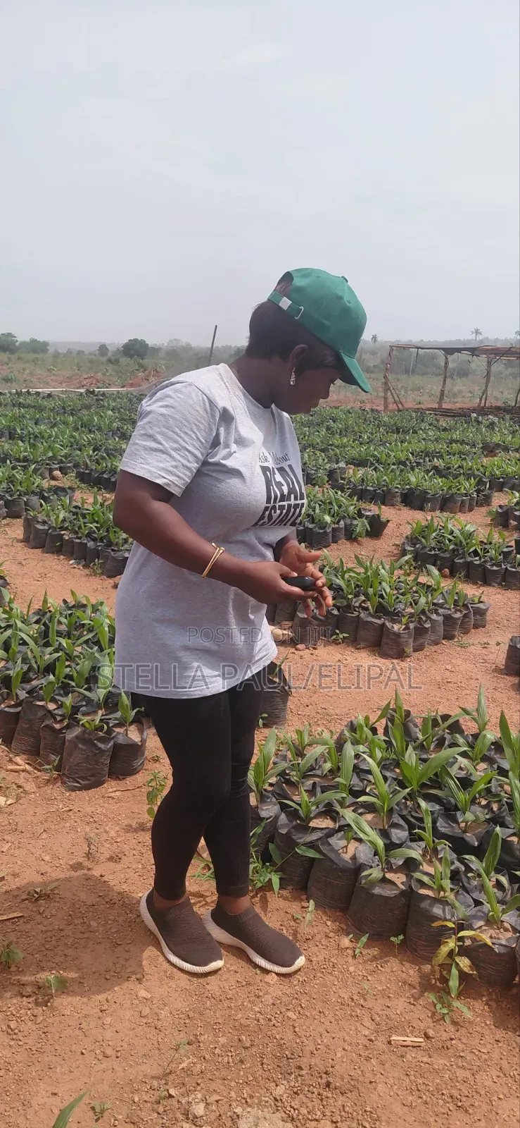 High ROI Agro Real Estate Investment | Farmland for Sale Nigeria in Ayetoro