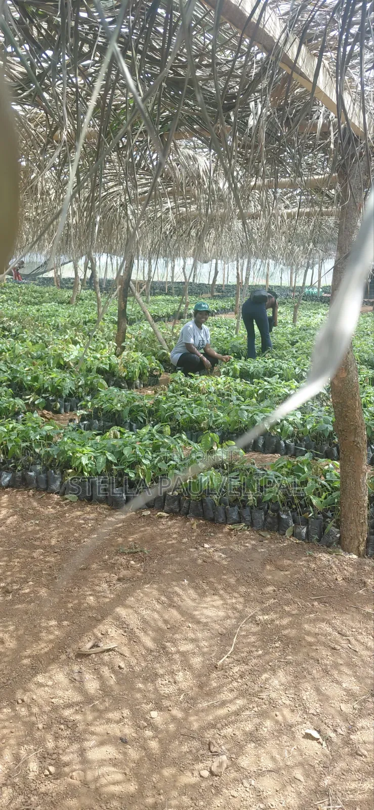 High ROI Agro Real Estate Investment | Farmland for Sale Nigeria in Ayetoro