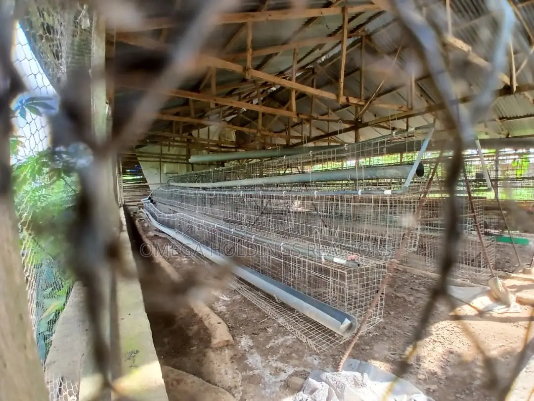 Poultry/Plantain Farm for Sale in Ido