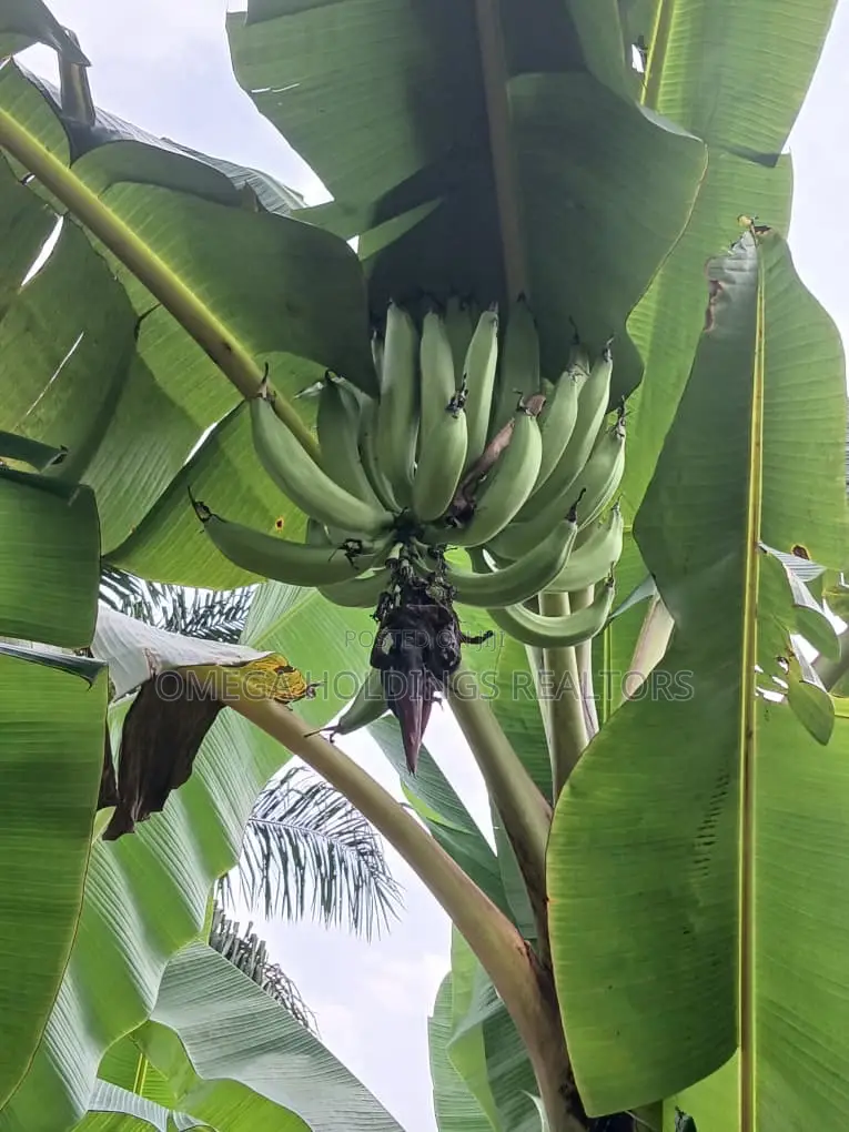 Poultry/Plantain Farm for Sale in Ido