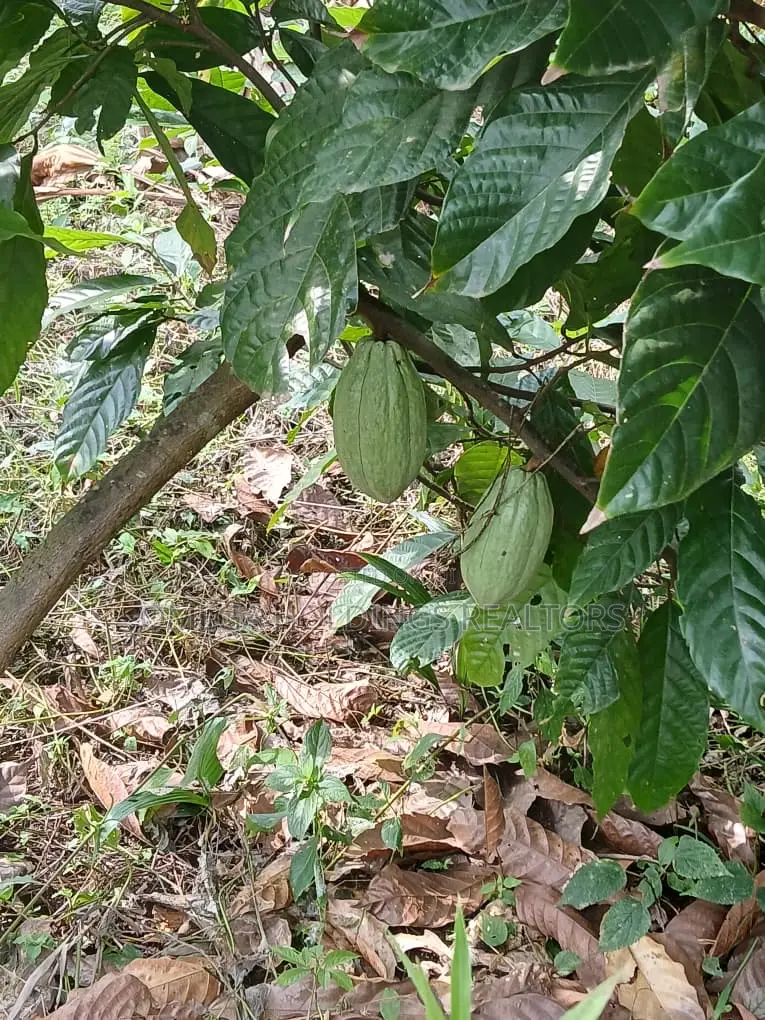 Poultry/Plantain Farm for Sale in Ido