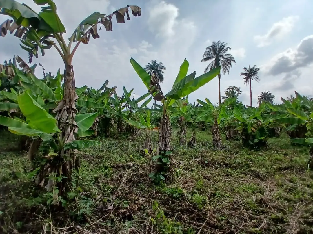 Poultry/Plantain Farm for Sale in Ido