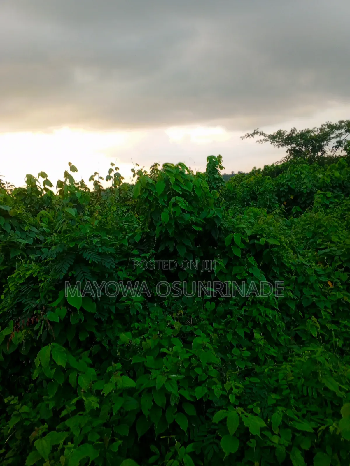 Land for Sale at Idi Obi Ido Road. in Ido