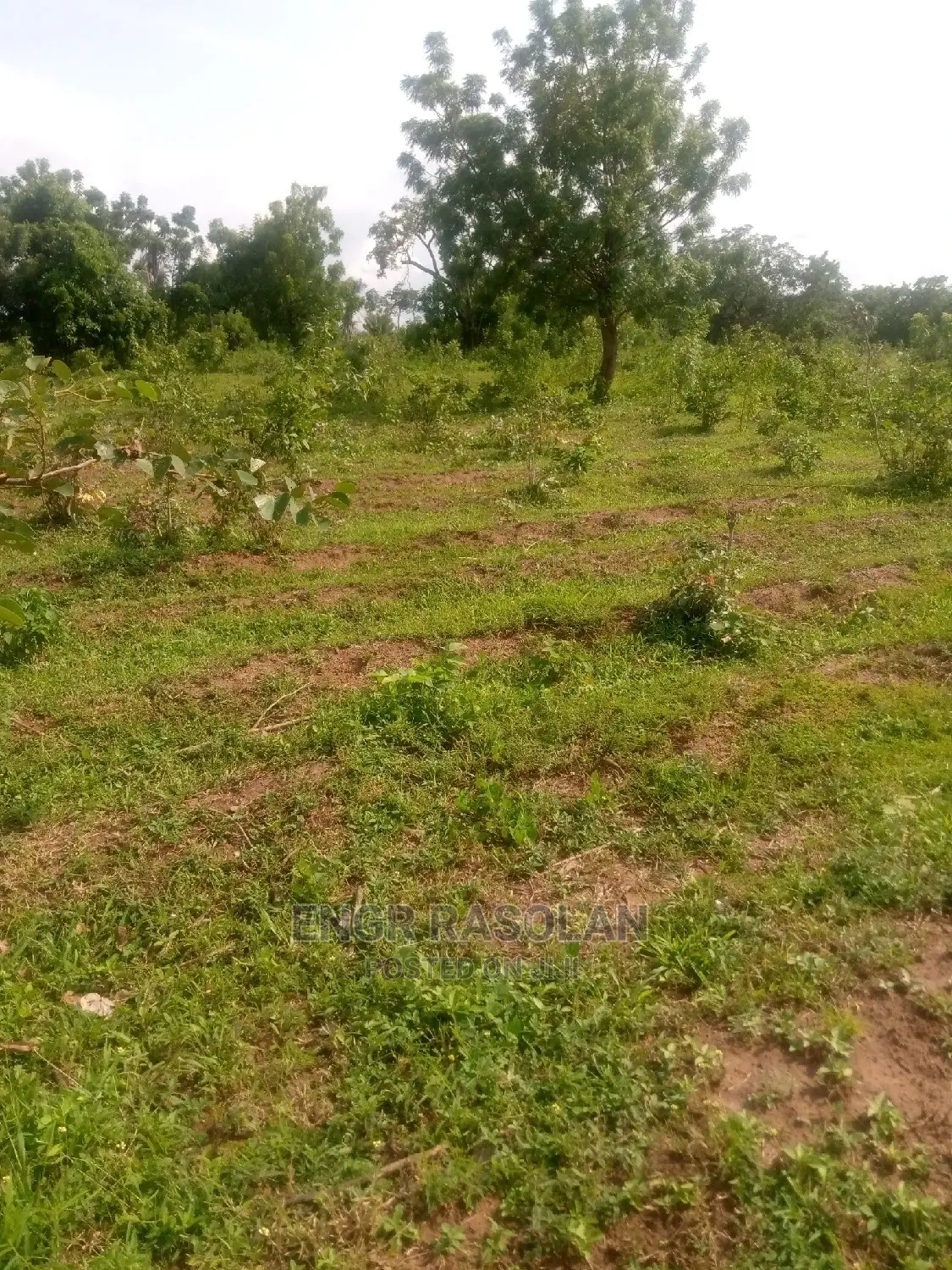 Virgin and Farm Land for Sale in Asa