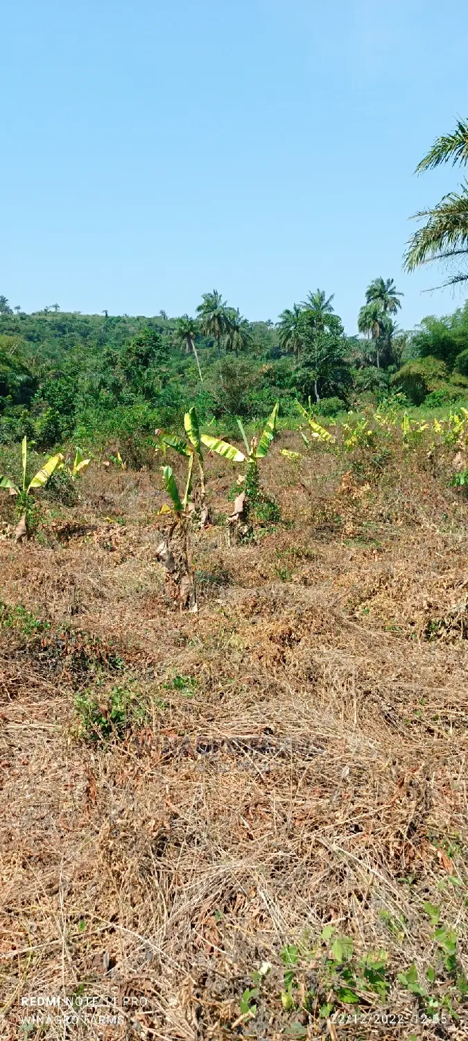 Correct Farm Land for You in Abeokuta South