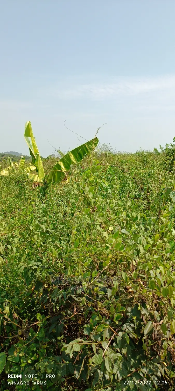 Correct Farm Land for You in Abeokuta South