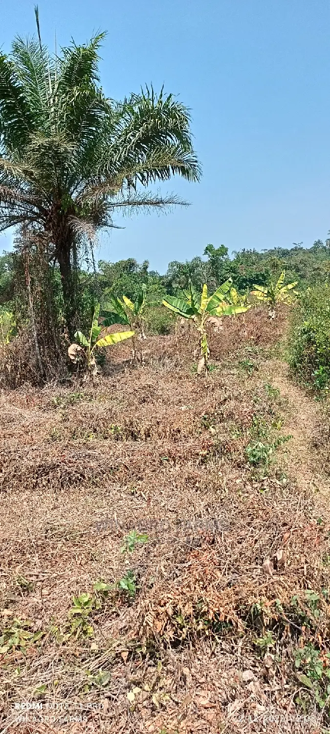 Correct Farm Land for You in Abeokuta South