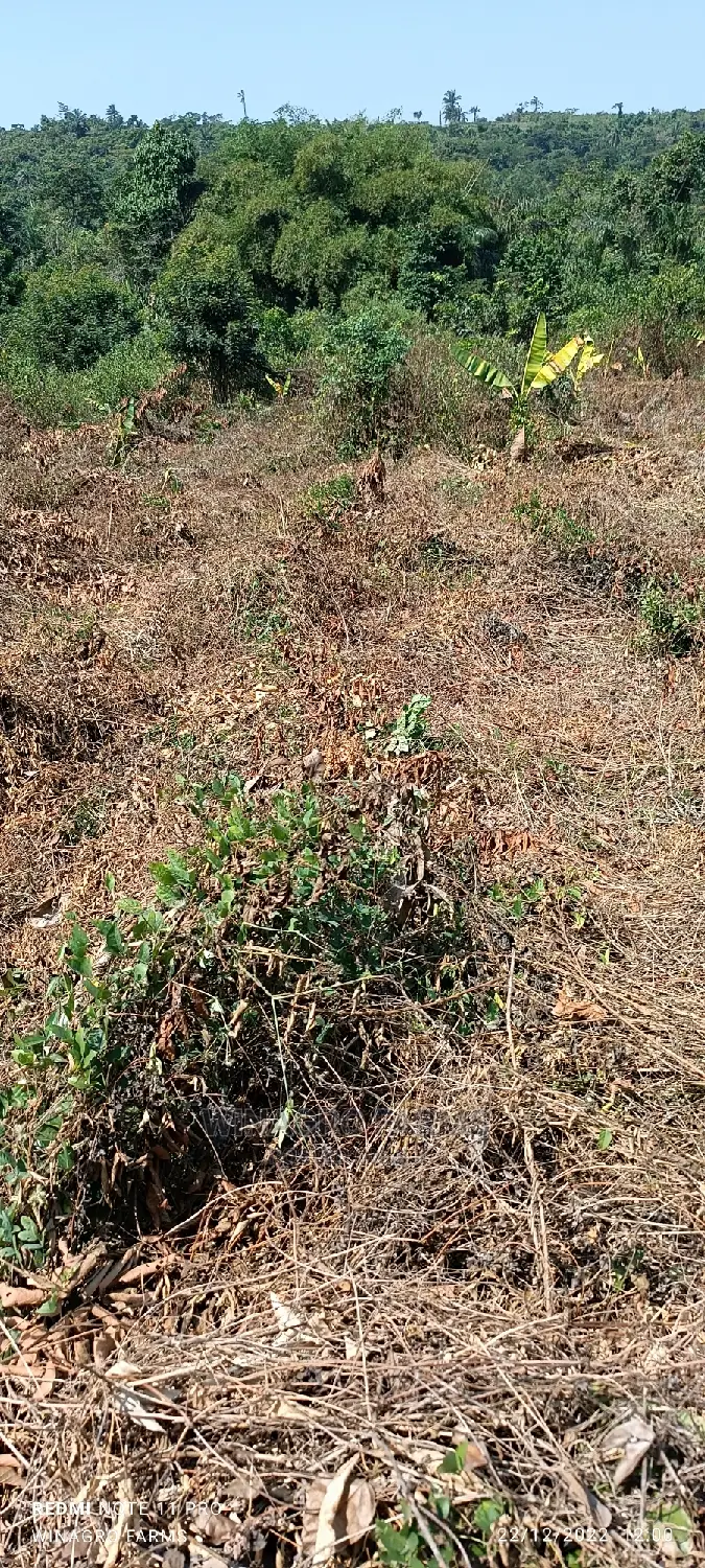 The Land Is Green and Fertile in Abeokuta South