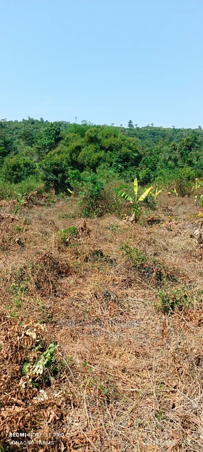 The Land Is Green and Fertile in Abeokuta South