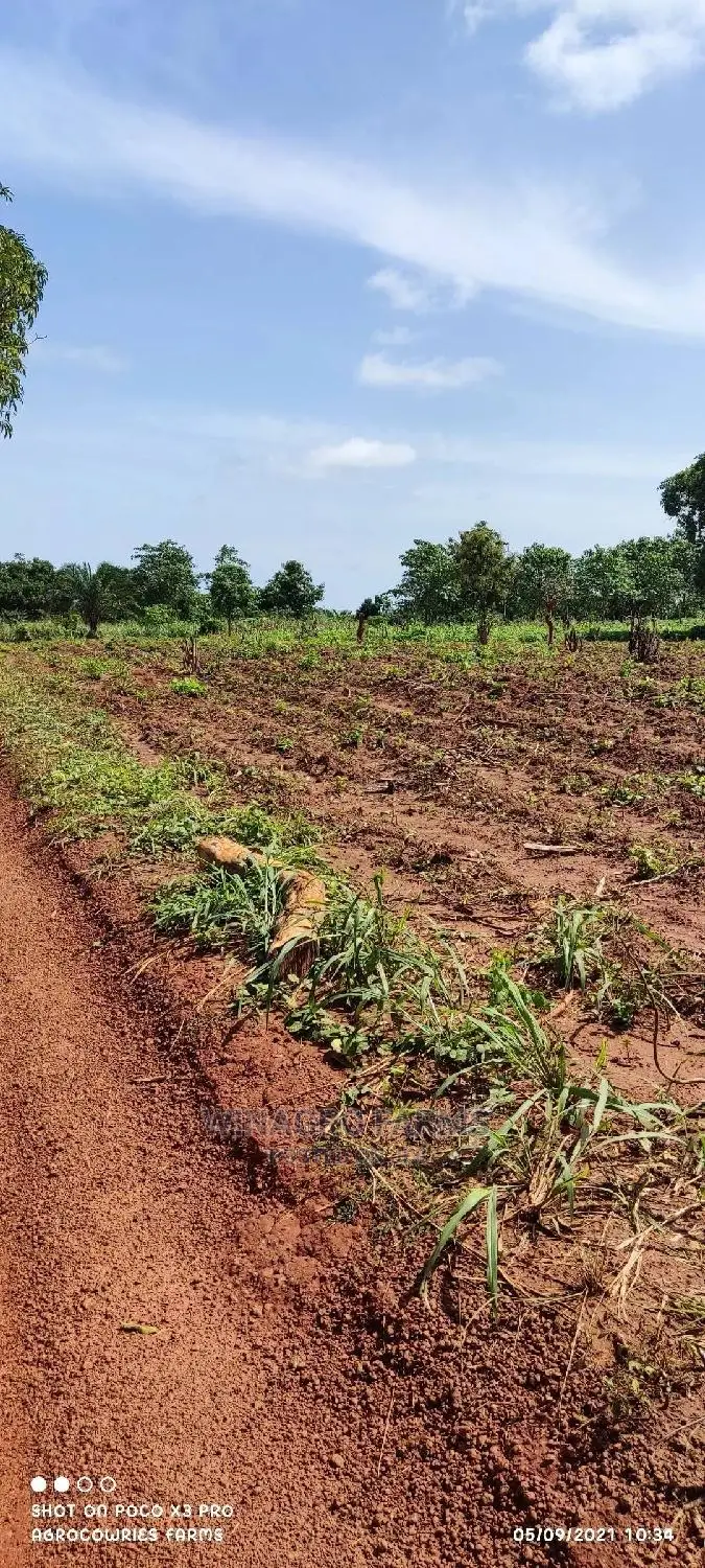 150 Acres of Fertile Land for Sell in Abeokuta South