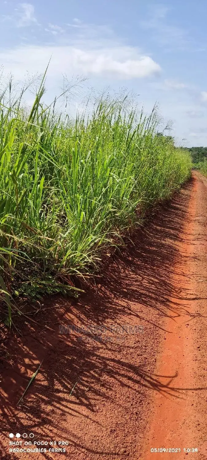 150 Acres of Fertile Land for Sell in Abeokuta South