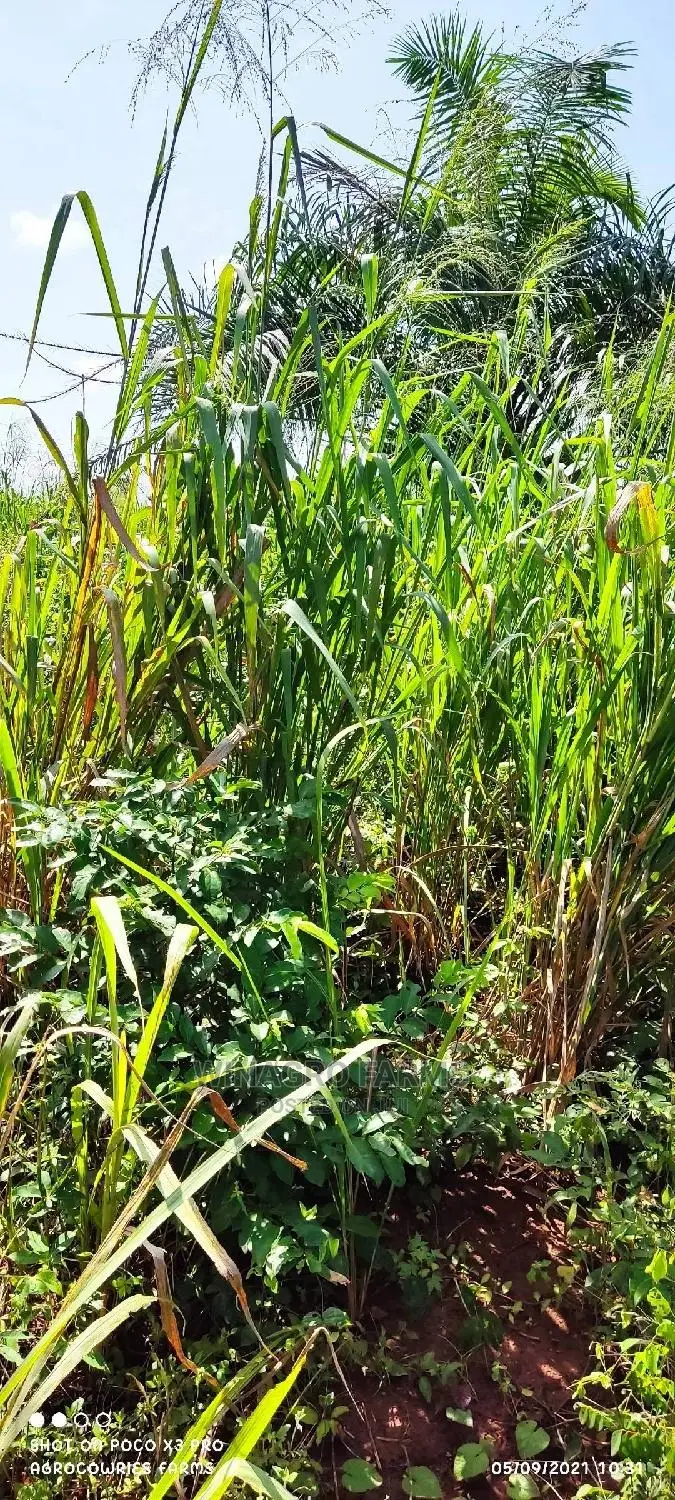 Over 300 Acres of Farm Land for Sell in Abeokuta South
