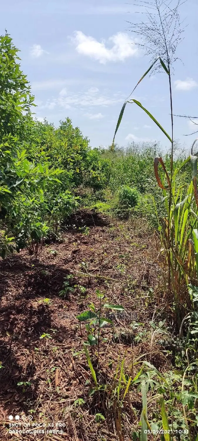Over 300 Acres of Farm Land for Sell in Abeokuta South