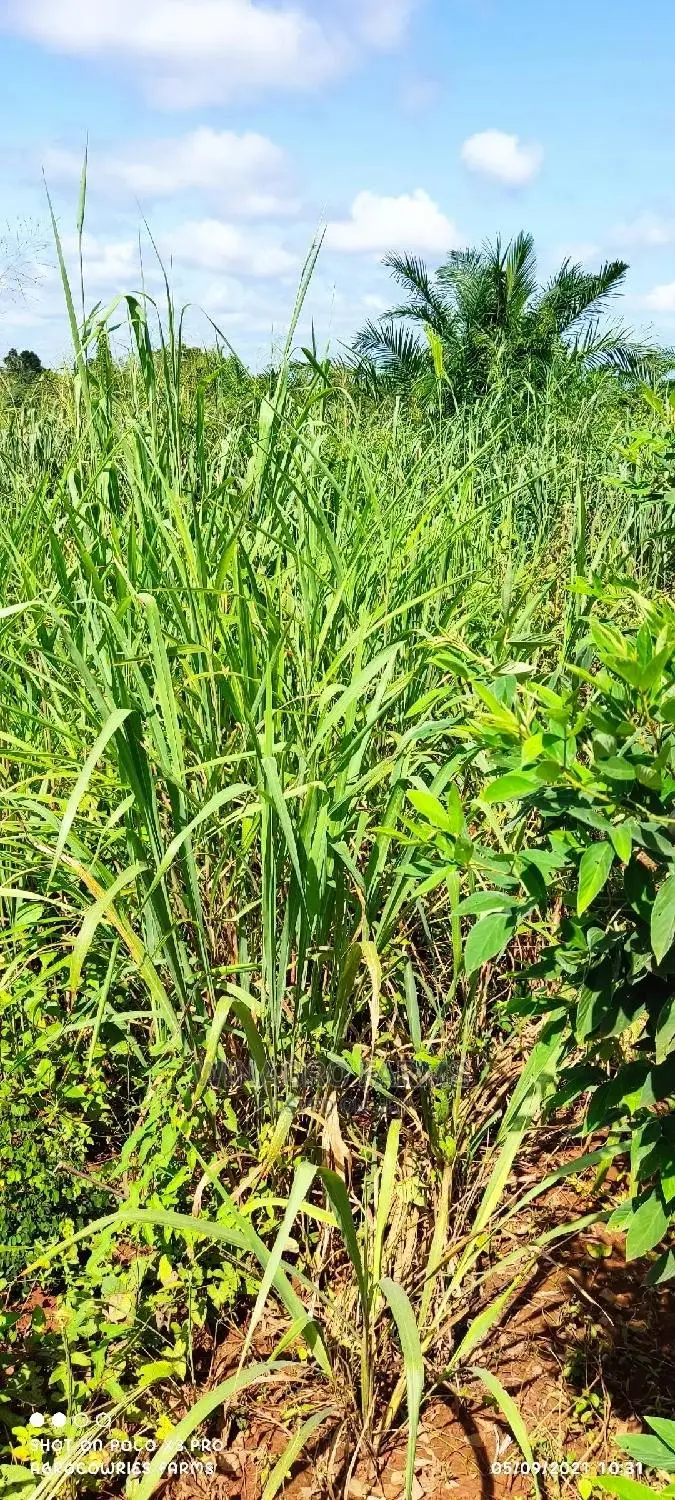 Over 300 Acres of Farm Land for Sell in Abeokuta South