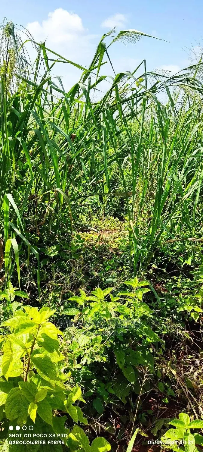 Over 300 Acres of Farm Land for Sell in Abeokuta South