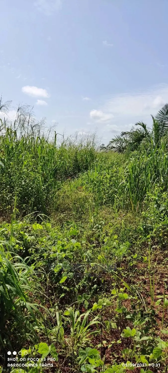 150 Acres Fertile Soil for Farming in Abeokuta South