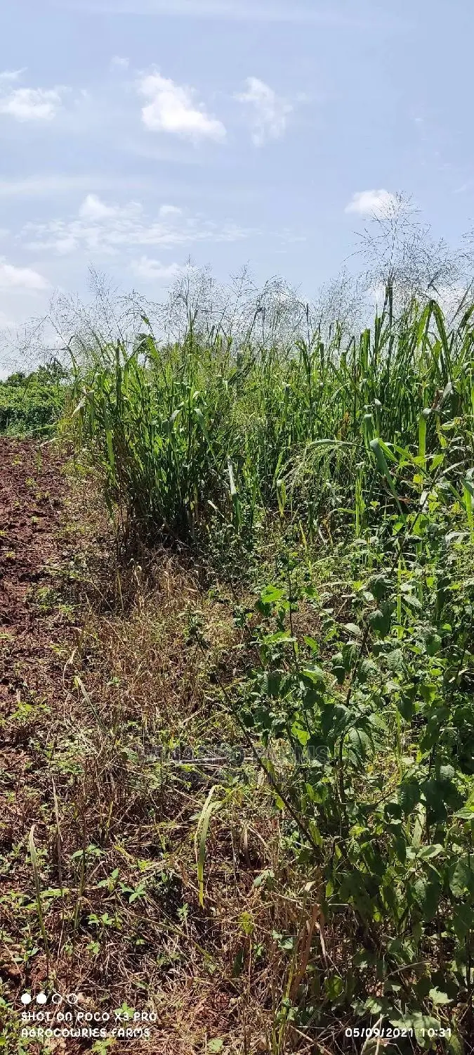 150 Acres Fertile Soil for Farming in Abeokuta South