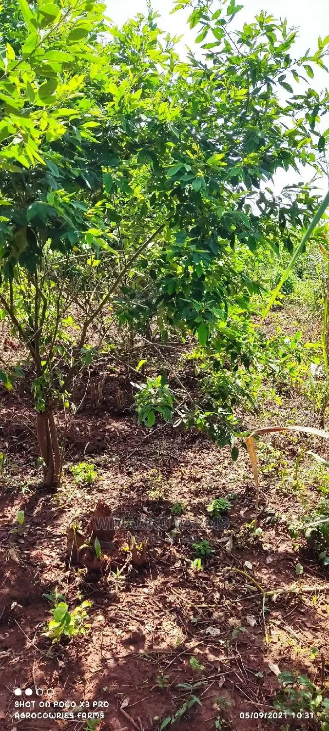 150 Acres Fertile Soil for Farming in Abeokuta South