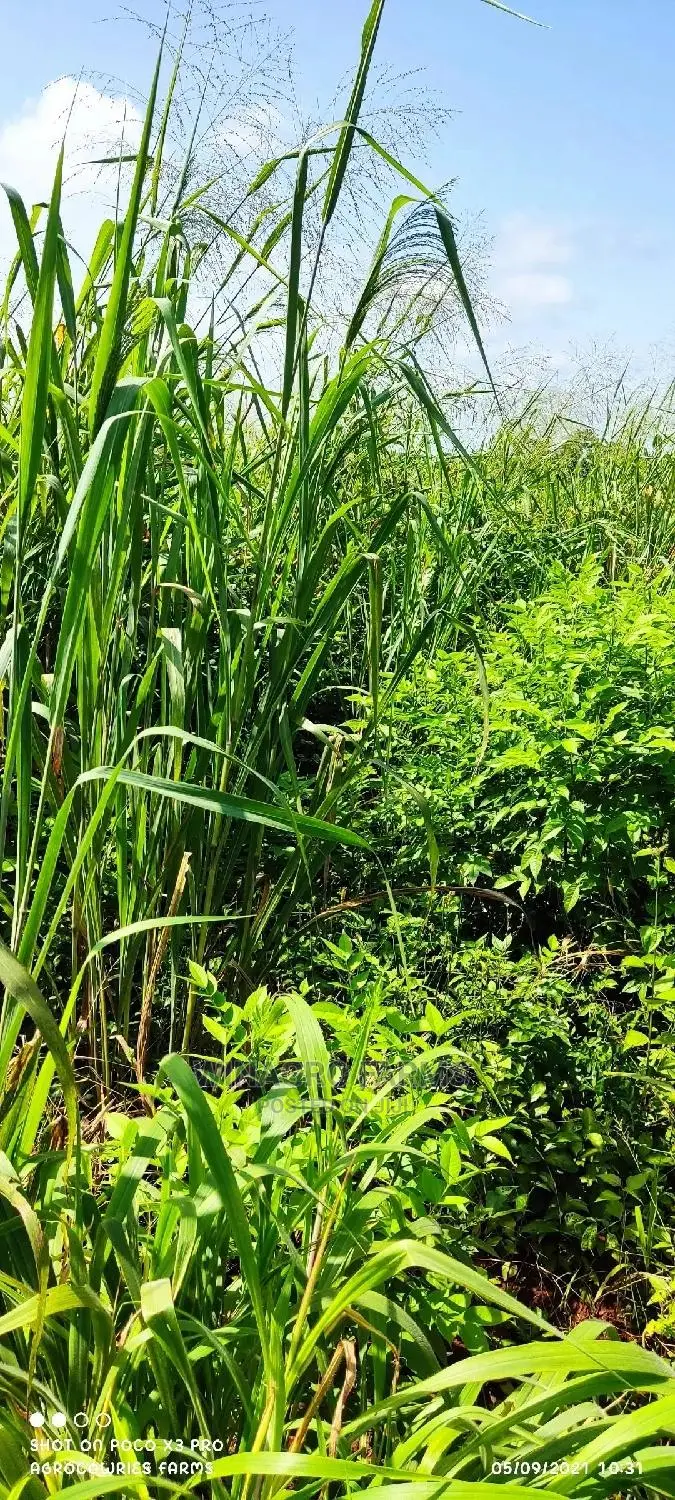 150 Acres Fertile Soil for Farming in Abeokuta South