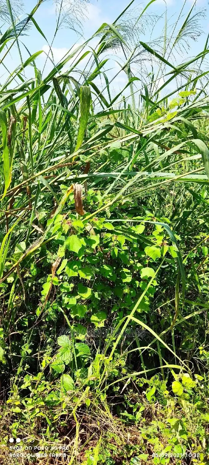 Free Land for Farming in Ogun State for Sell in Abeokuta South