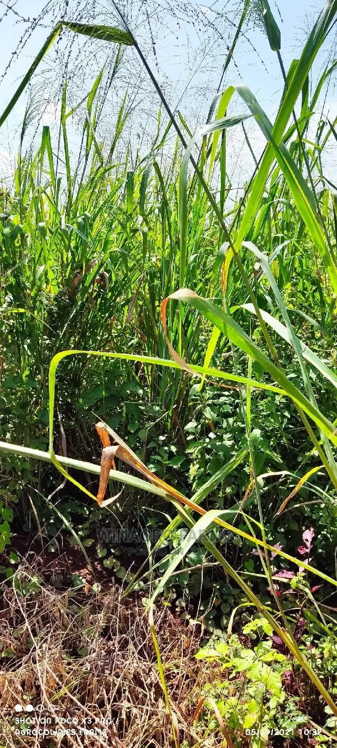 Free Land for Farming in Ogun State for Sell in Abeokuta South