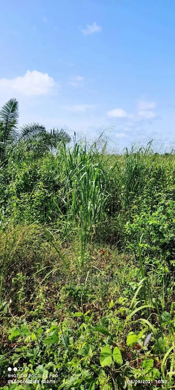 Free Land for Farming in Ogun State for Sell in Abeokuta South