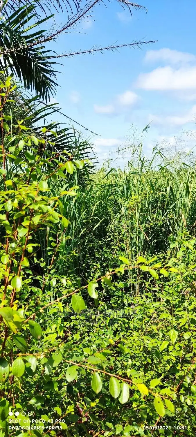 Free Land for Farming in Ogun State for Sell in Abeokuta South