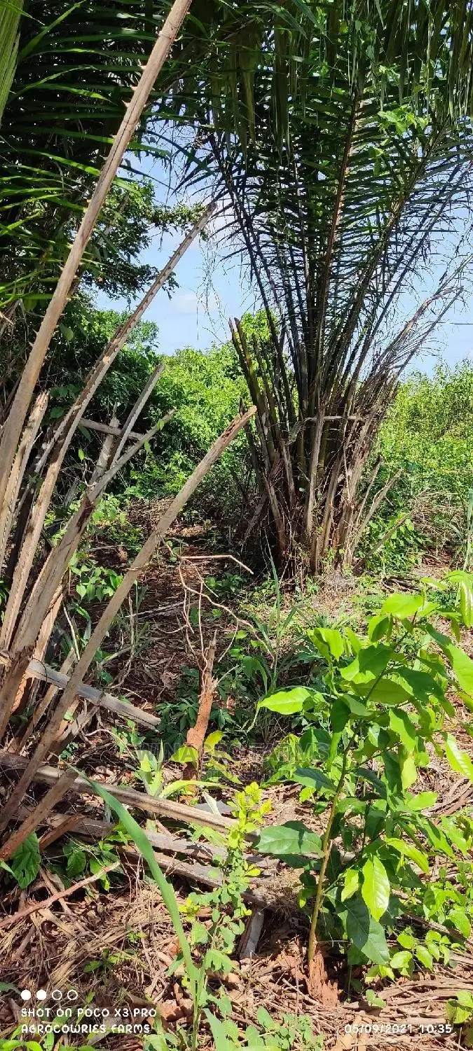 Promise Land for Farming in Abeokuta South