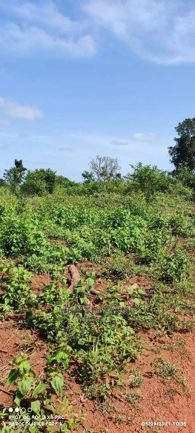 Promise Land for Farming in Abeokuta South