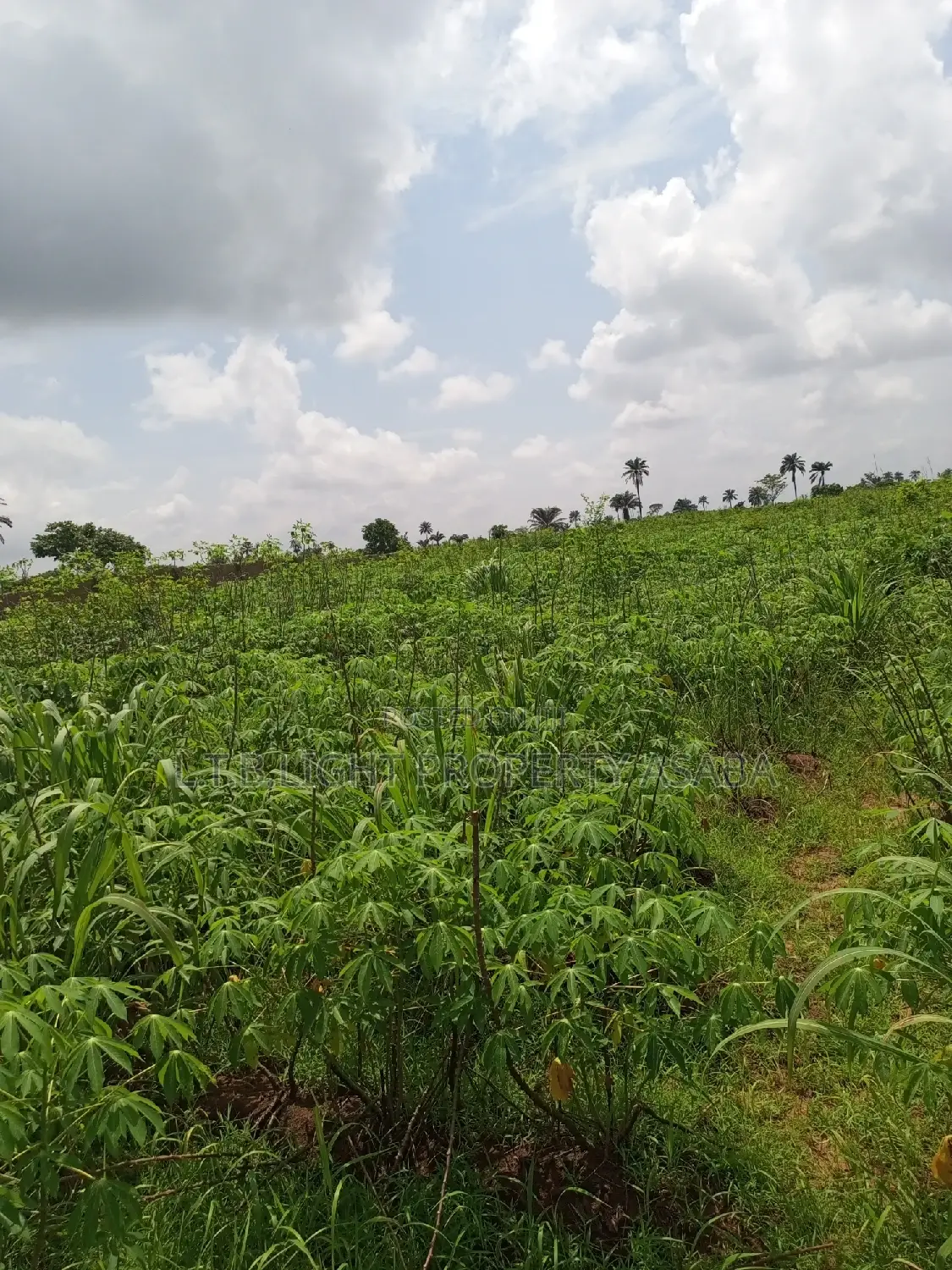 A Virgin Land for Sale in Oshimili South