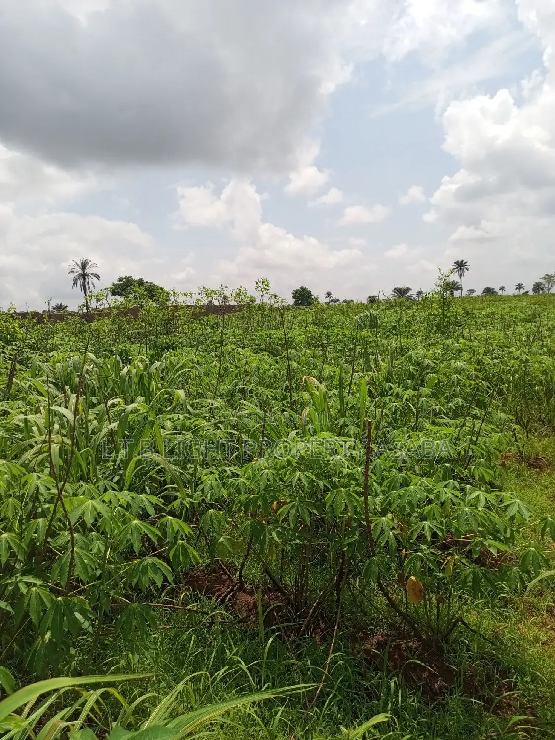 A Virgin Land for Sale in Oshimili South