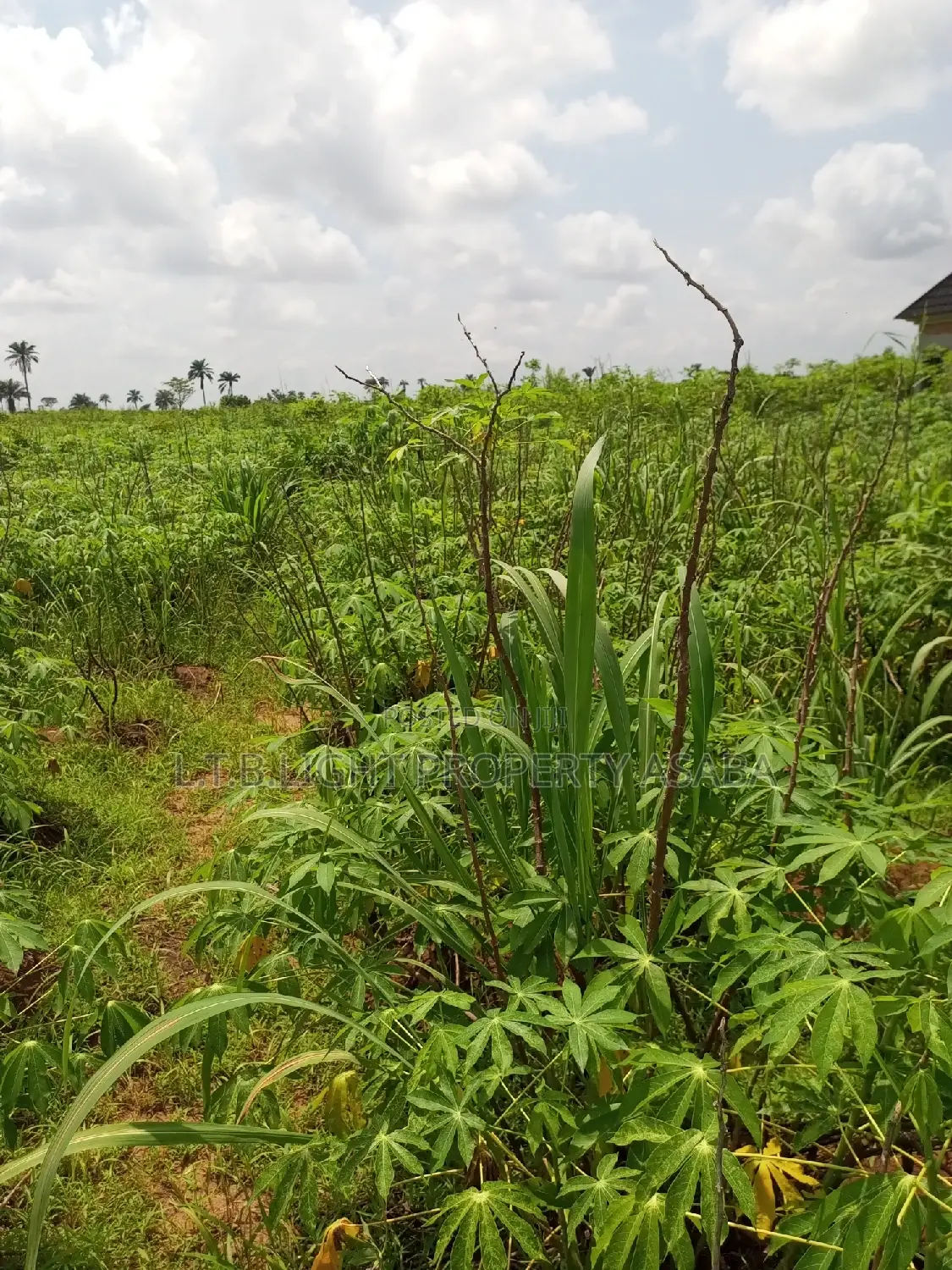 A Virgin Land for Sale in Oshimili South