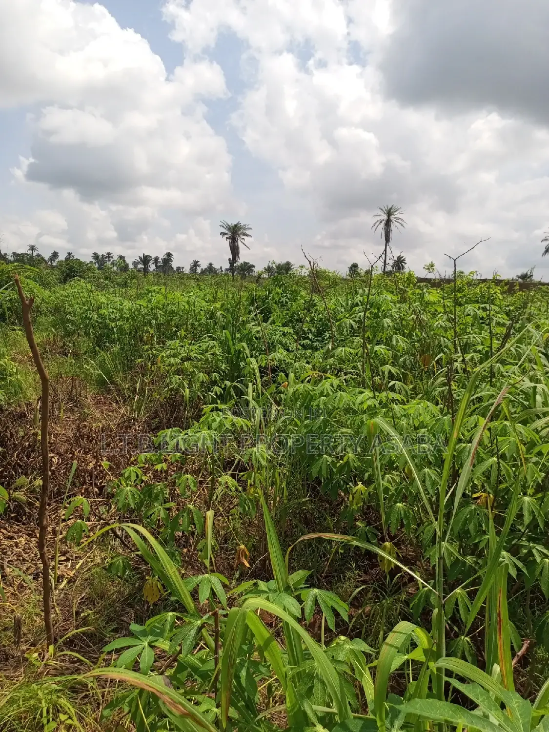 A Virgin Land for Sale in Oshimili South