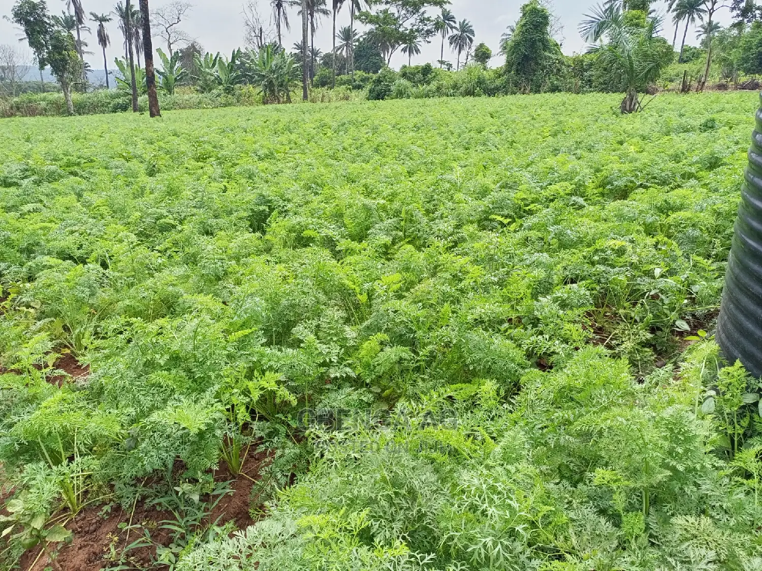 Acres of Land for Sale in Obafemi-Owode