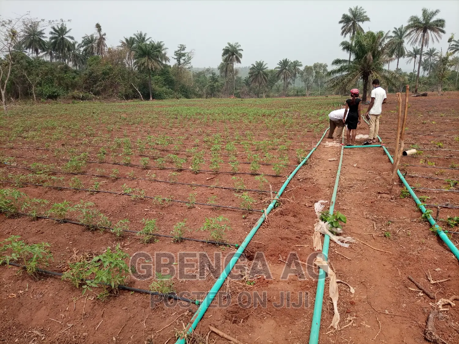 Farmland for Sale at Siun Ogun State in Obafemi-Owode