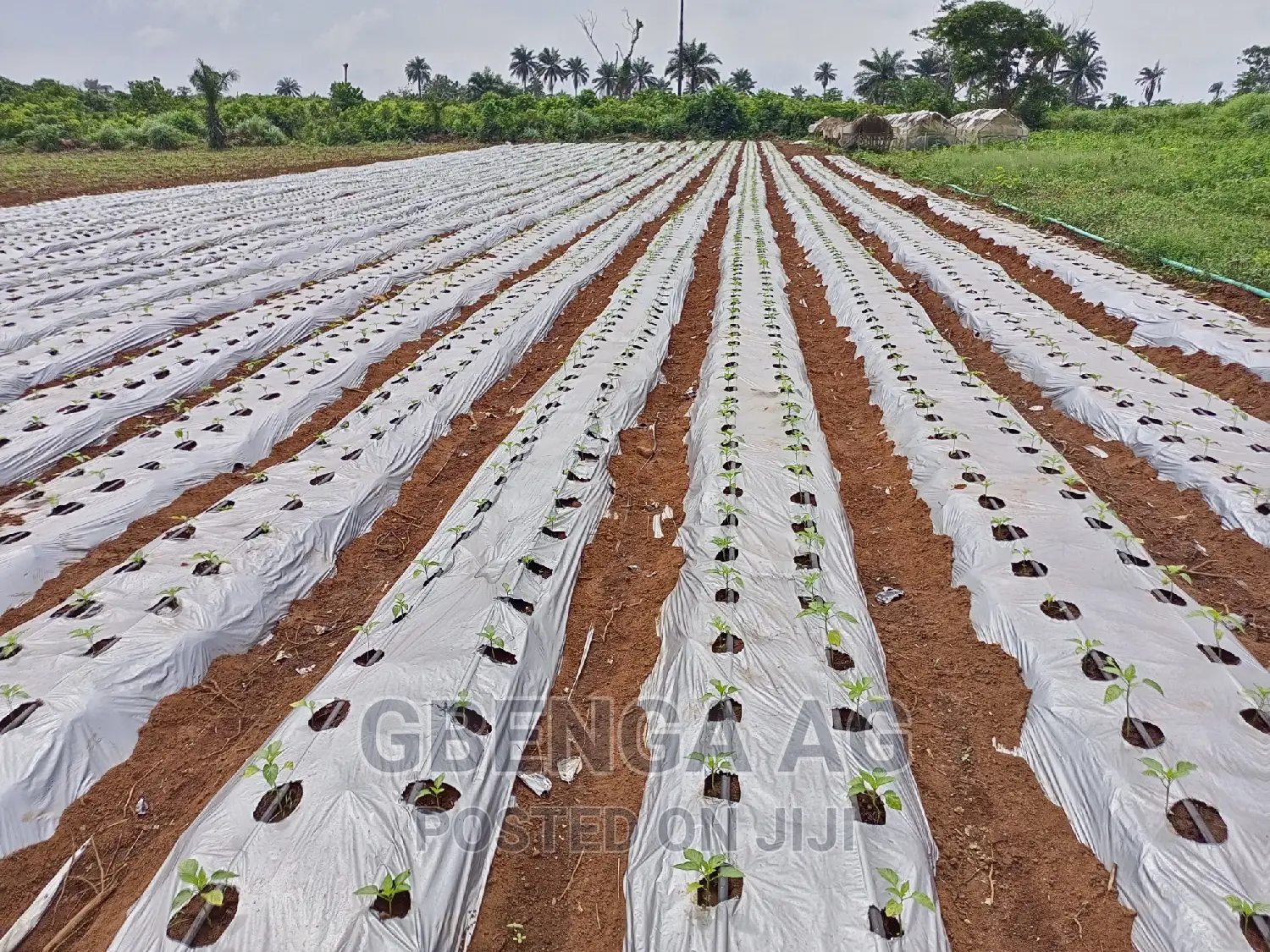 Farmland for Sale at Siun Ogun State in Obafemi-Owode