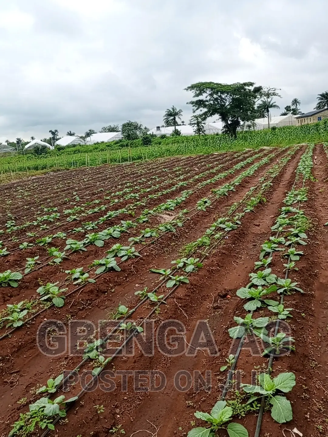 Farmland for Sale at Siun Ogun State in Obafemi-Owode