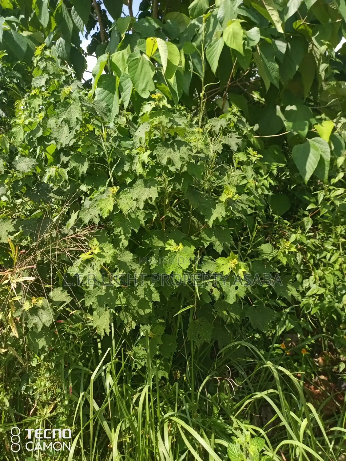 Land for Sale in Oshimili North