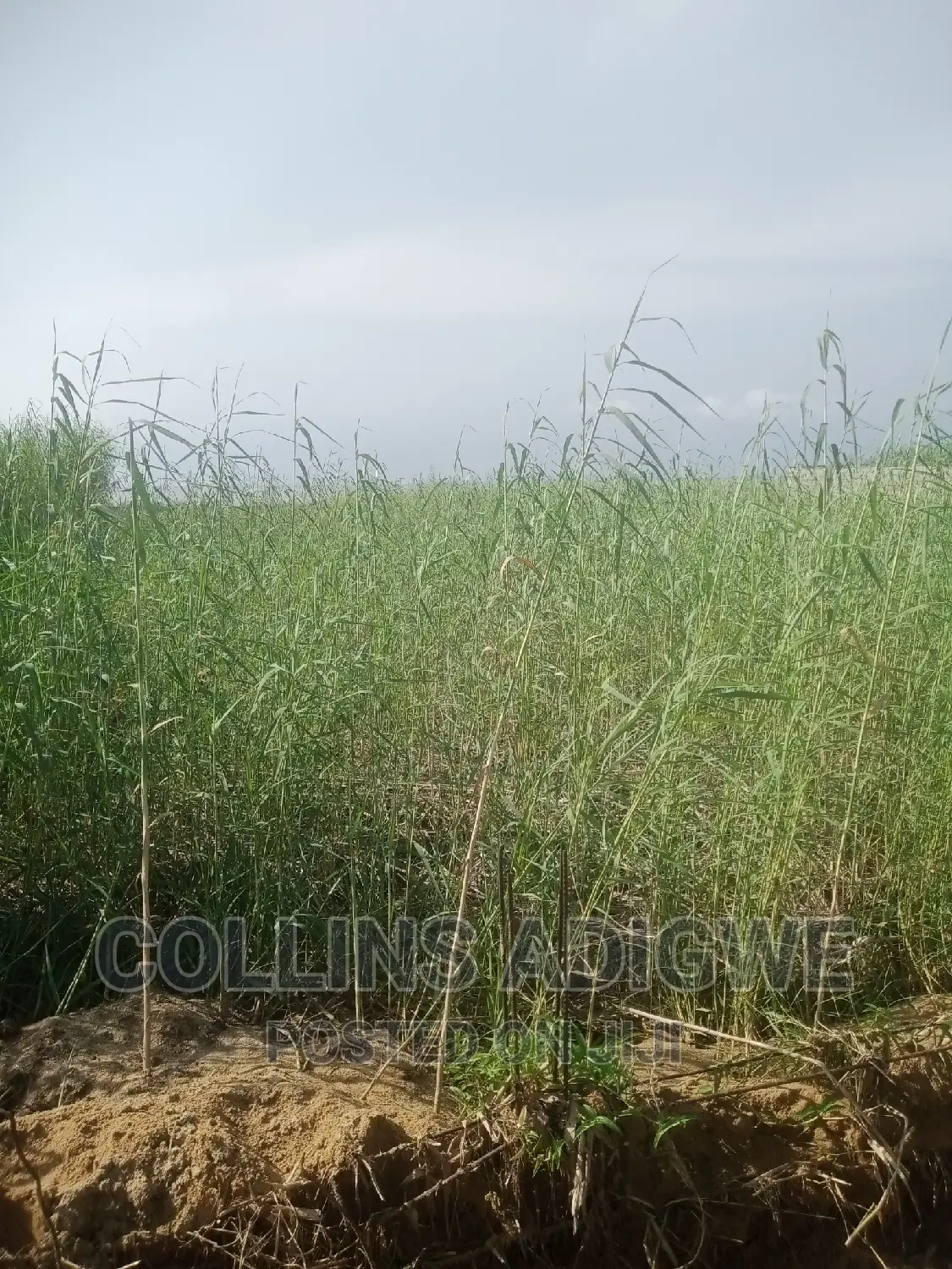 994 SQM Land at Lekk Palm City _Ajah in Ajah