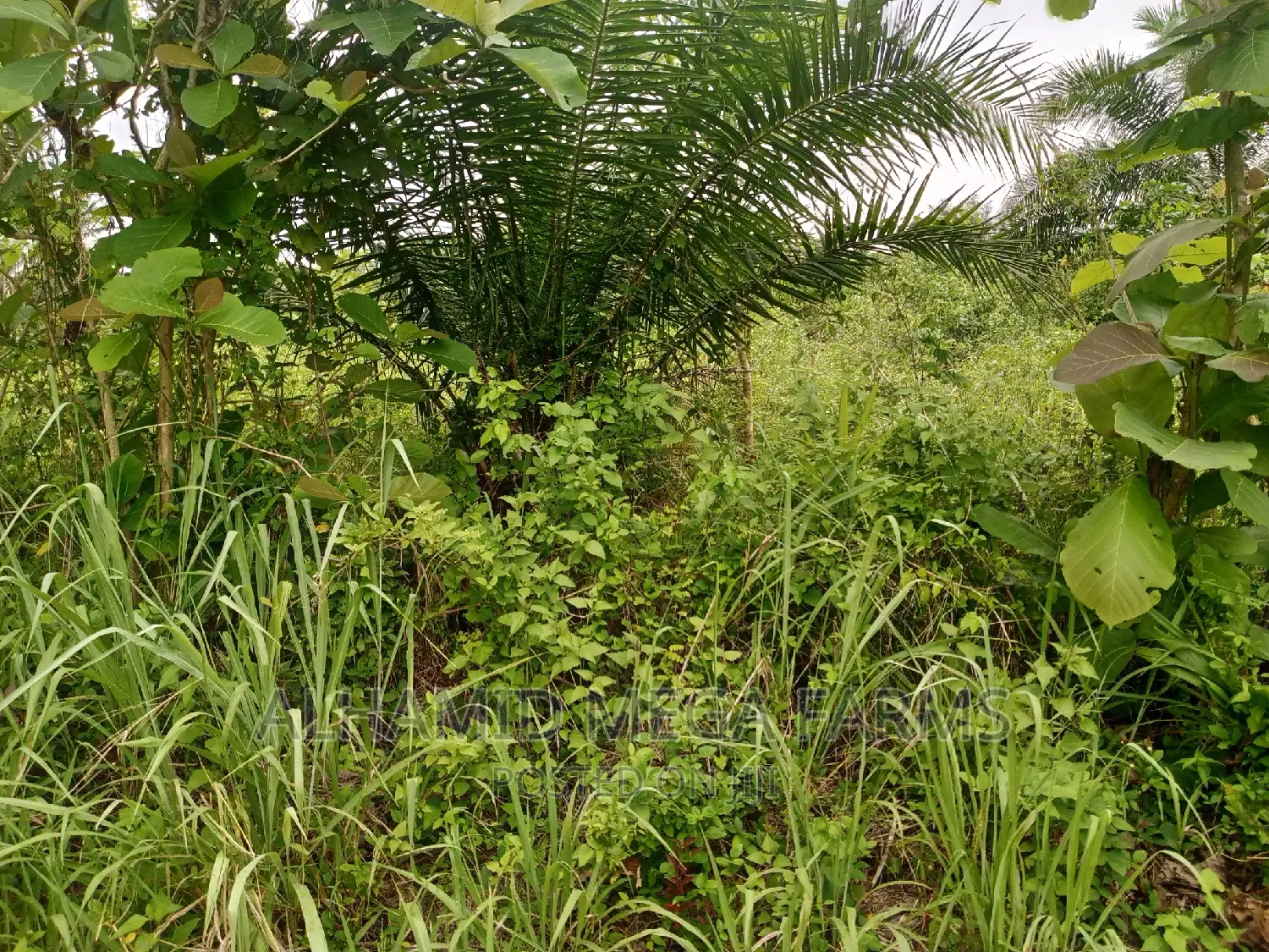 100 Acres of Farmland for Sale at 130,000 Per Acre in Iwajowa
