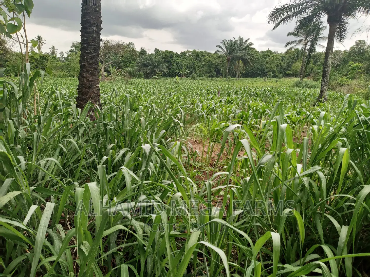 100 Acres of Farmland for Sale at 130,000 Per Acre in Iwajowa