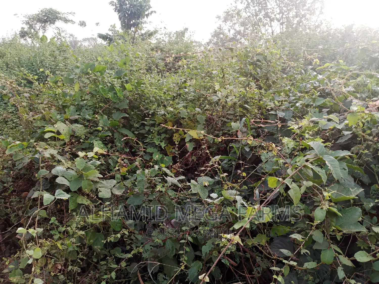 400 Acres of Farmland for Sale at 140,000 Per Acre in Iwajowa