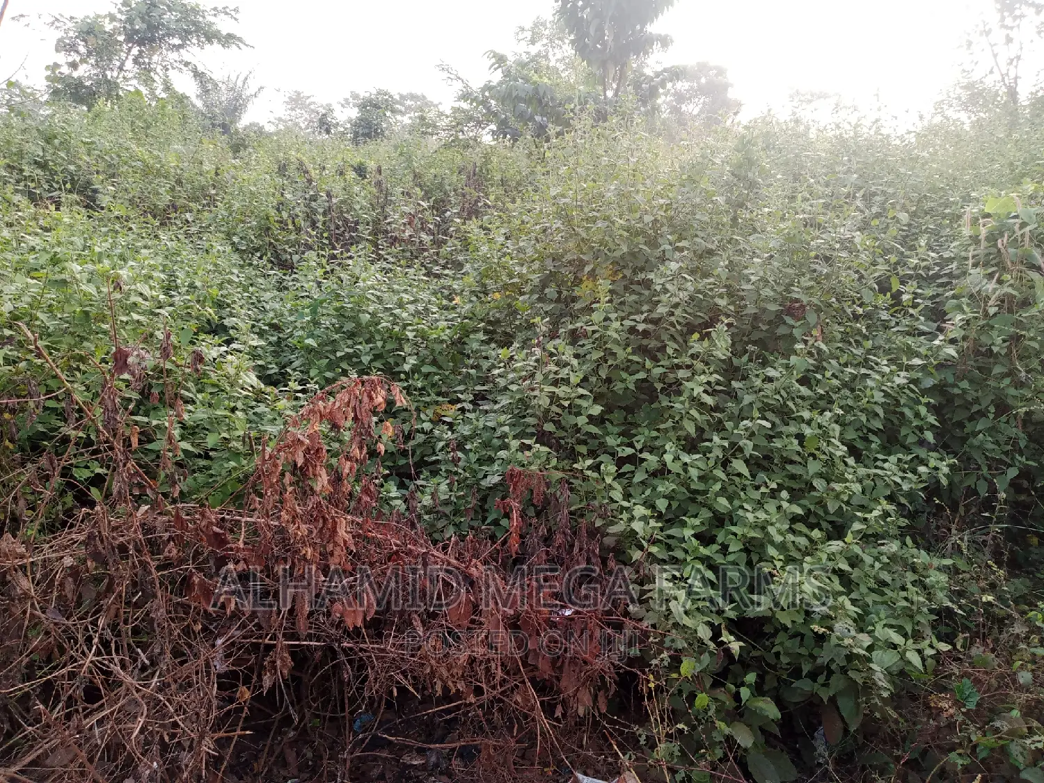 400 Acres of Farmland for Sale at 140,000 Per Acre in Iwajowa