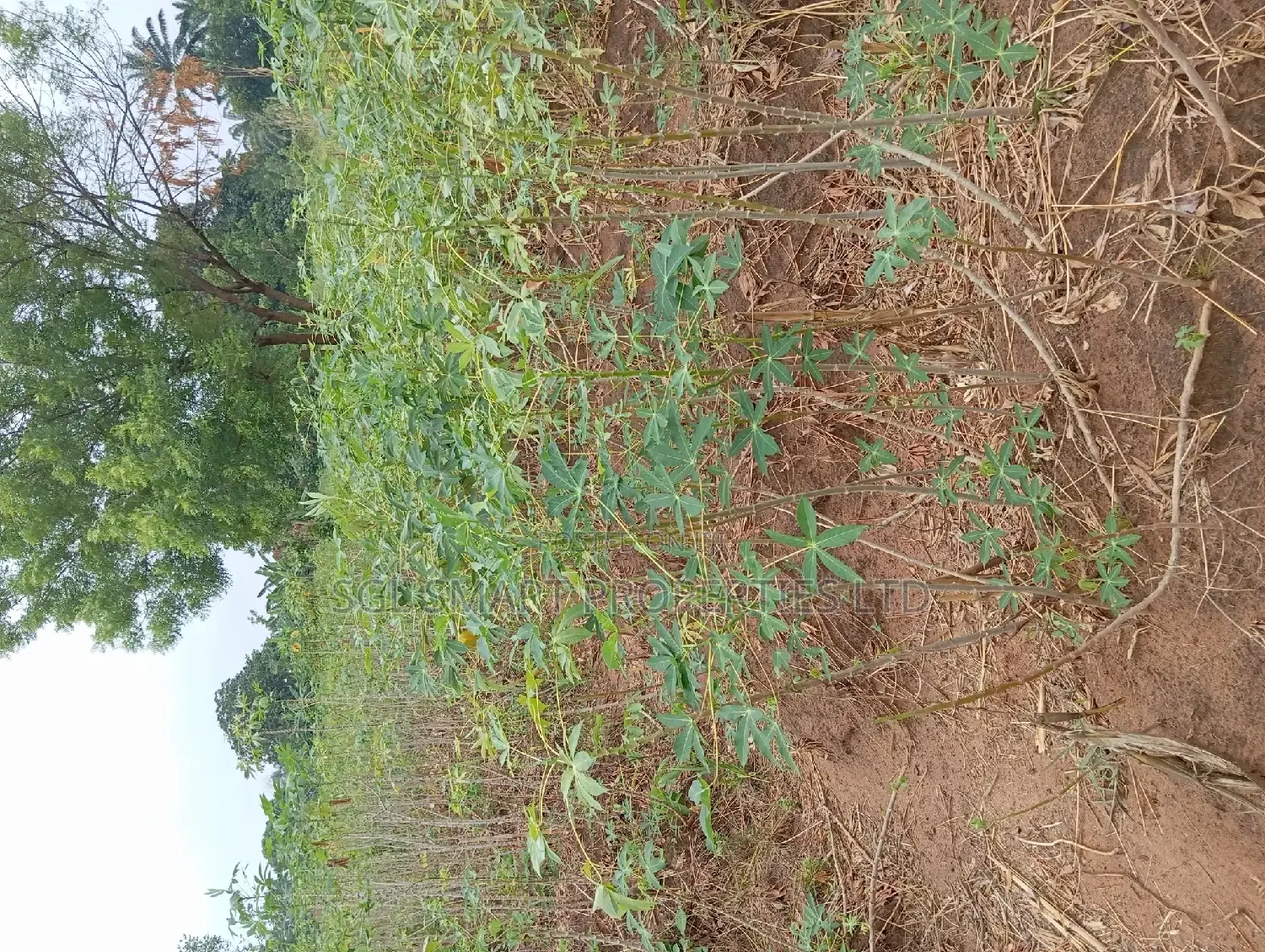One and Half Plots for Sale at Back of City Land in Awka