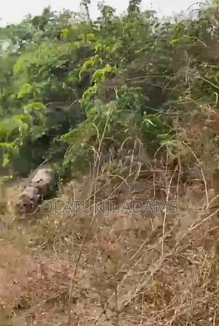 A Plot of Land at Papanla After Alatorin Area in Osogbo