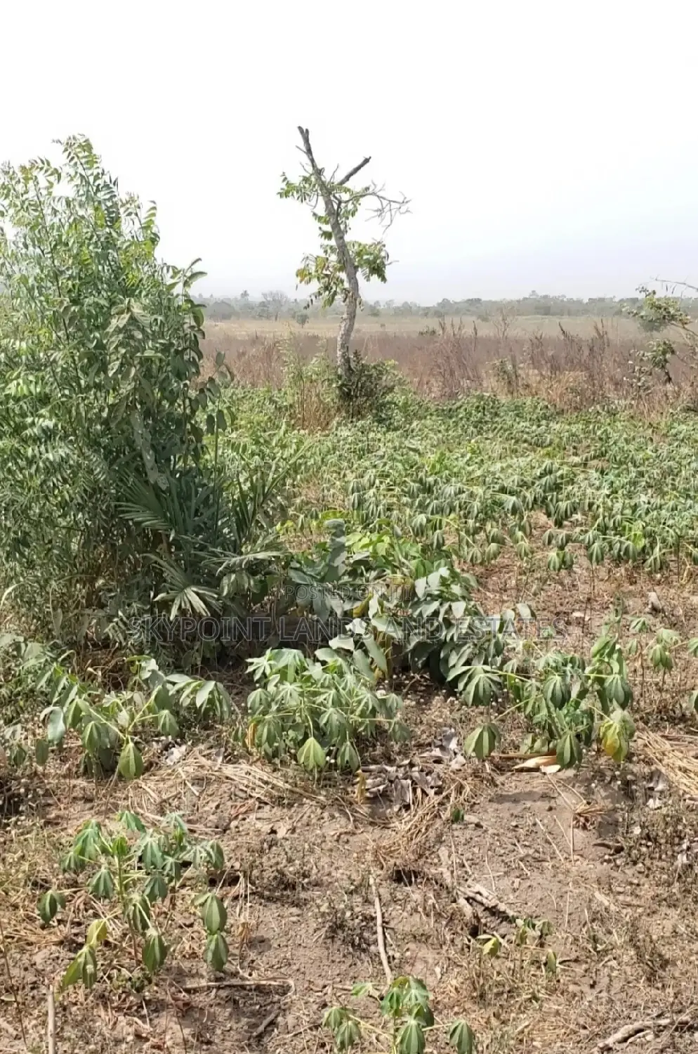 Acres Of Land For Sale At Along Iseyin To Ogbomoso Road. in Iseyin